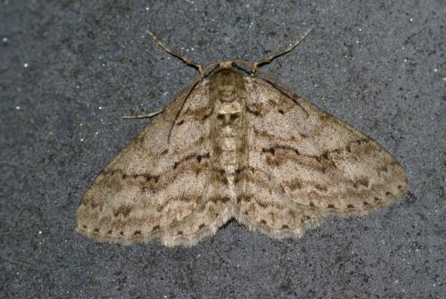 Ectropis crepuscularia